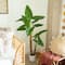 5.5ft. Arrowhead Philodendron in White Decorative Planter